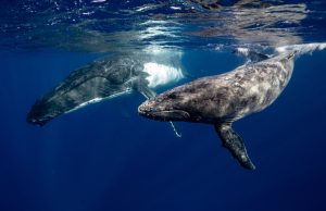 Save the Whales A Lesson in Fundraising B